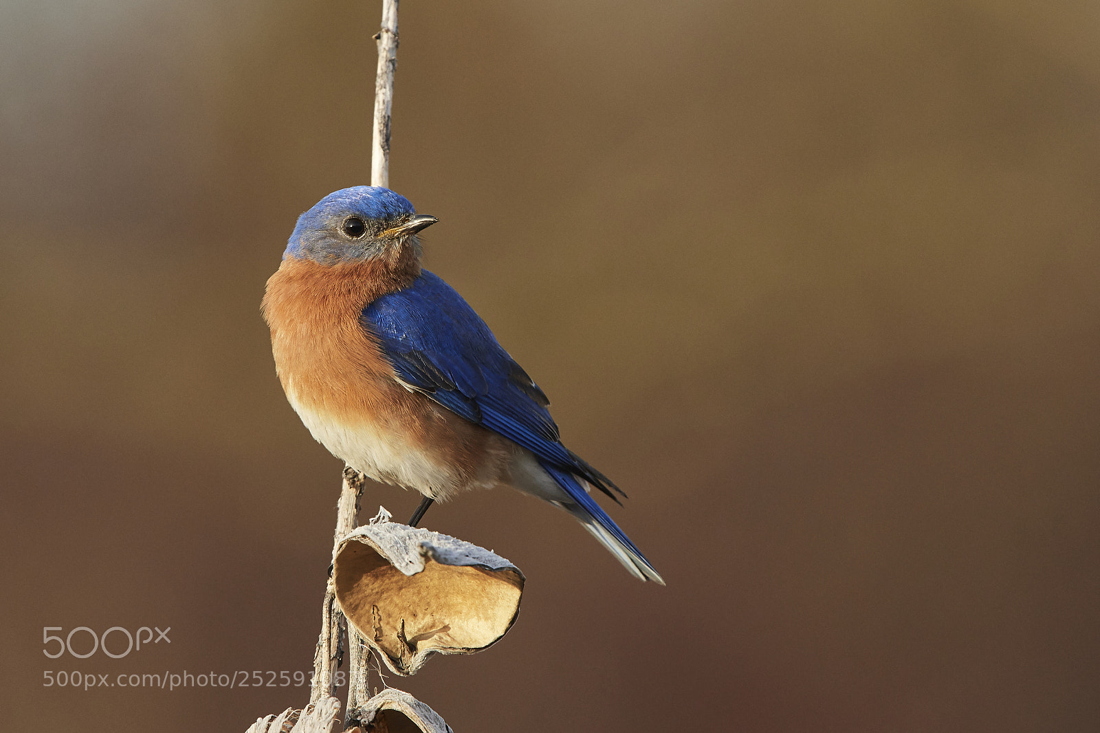 Nikon D500 sample photo. Eastern bluebird photography
