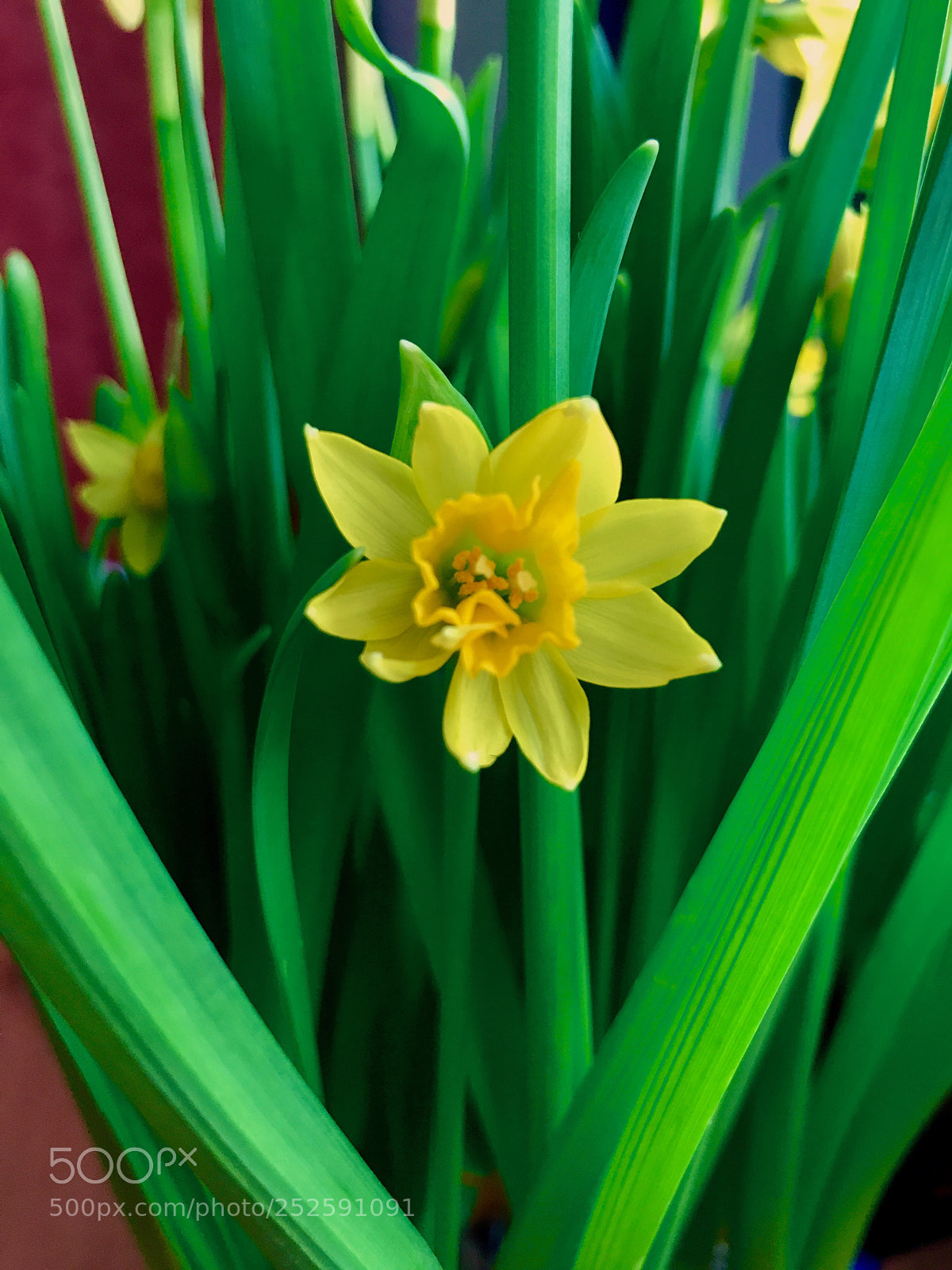 Apple iPhone 7 sample photo. Twin narcissus flower photography