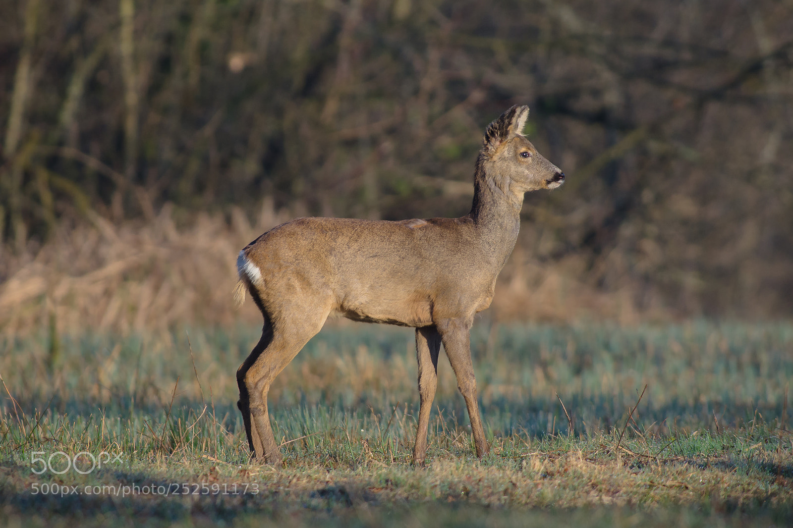 Nikon D7000 sample photo. Doe photography