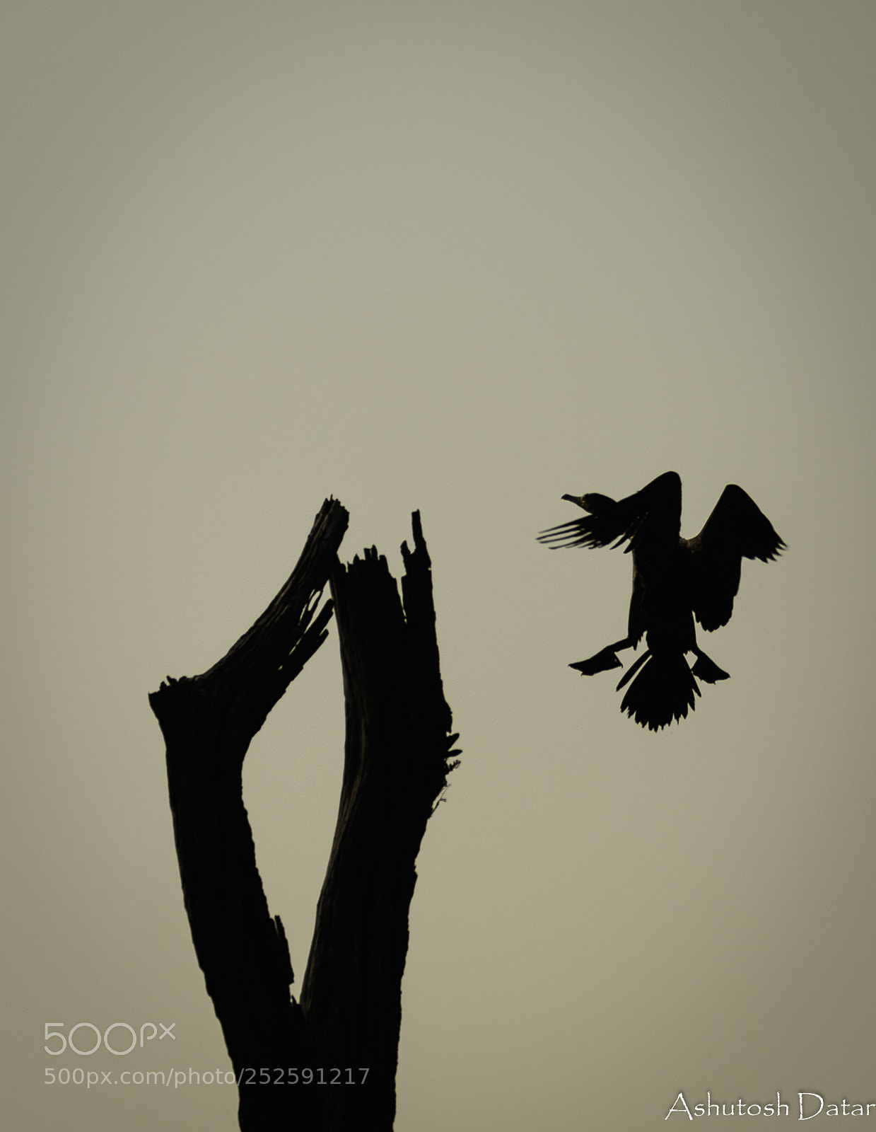 Nikon D500 sample photo. Cormorant landing photography