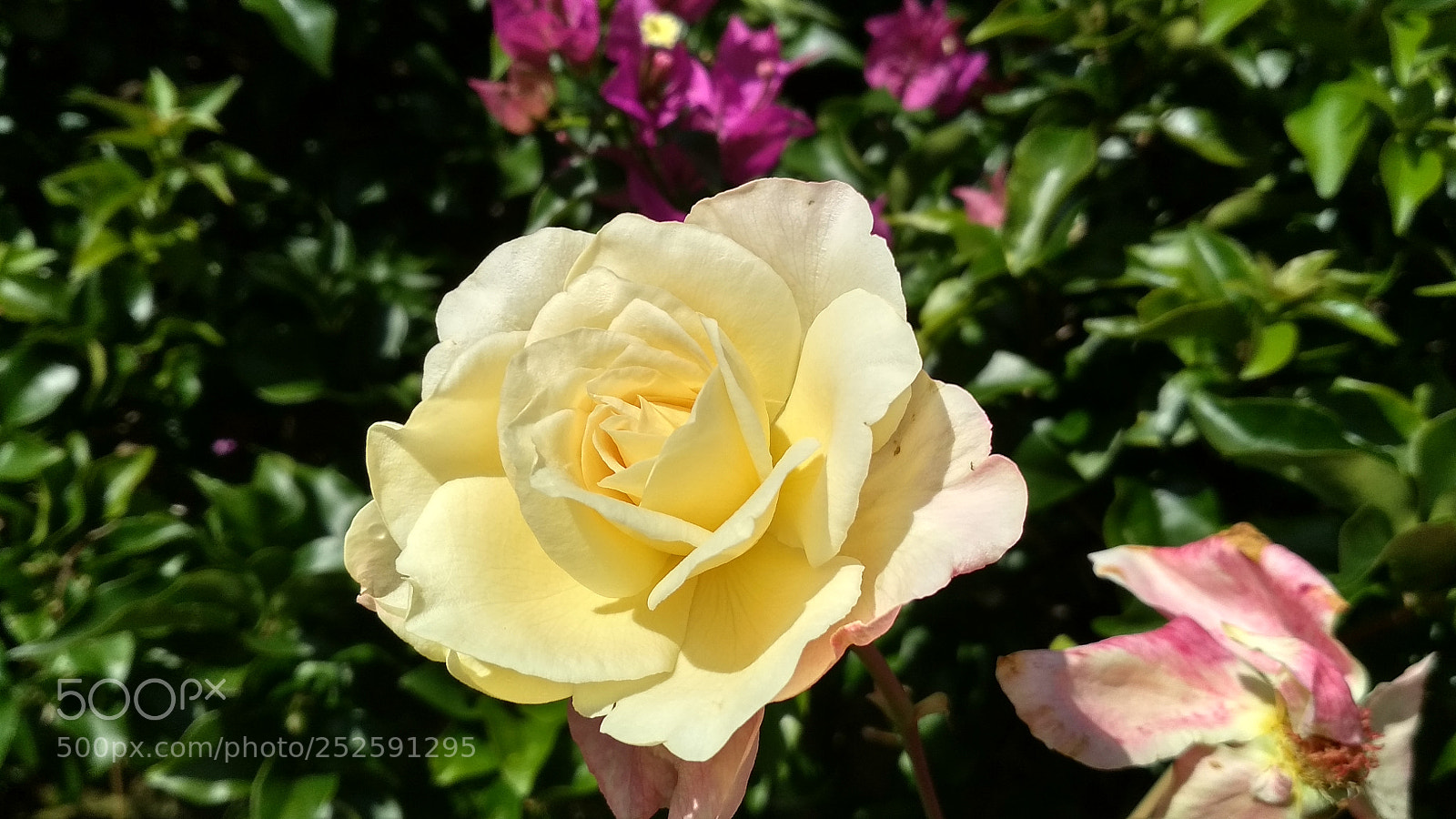 Xiaomi Redmi 4X sample photo. Untitled photography