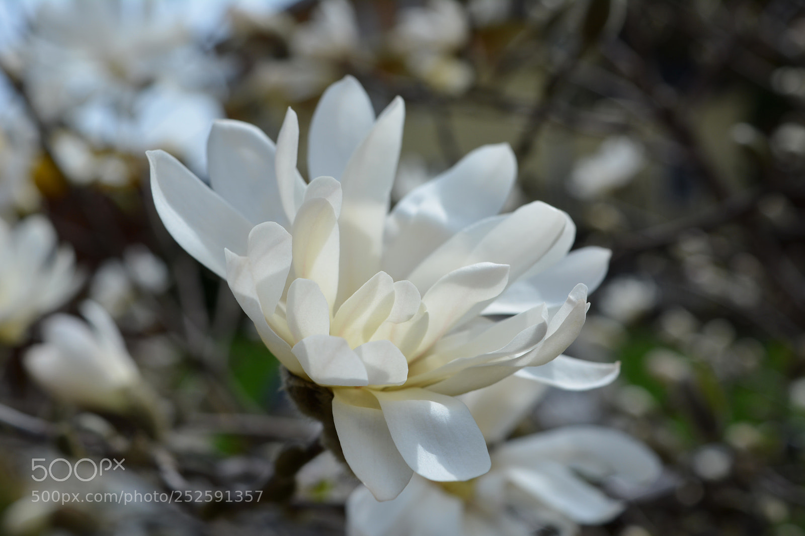 Nikon D5200 sample photo. Magnolia photography