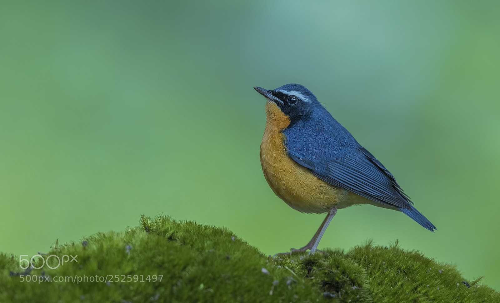 Nikon D850 sample photo. Indian blue robin photography