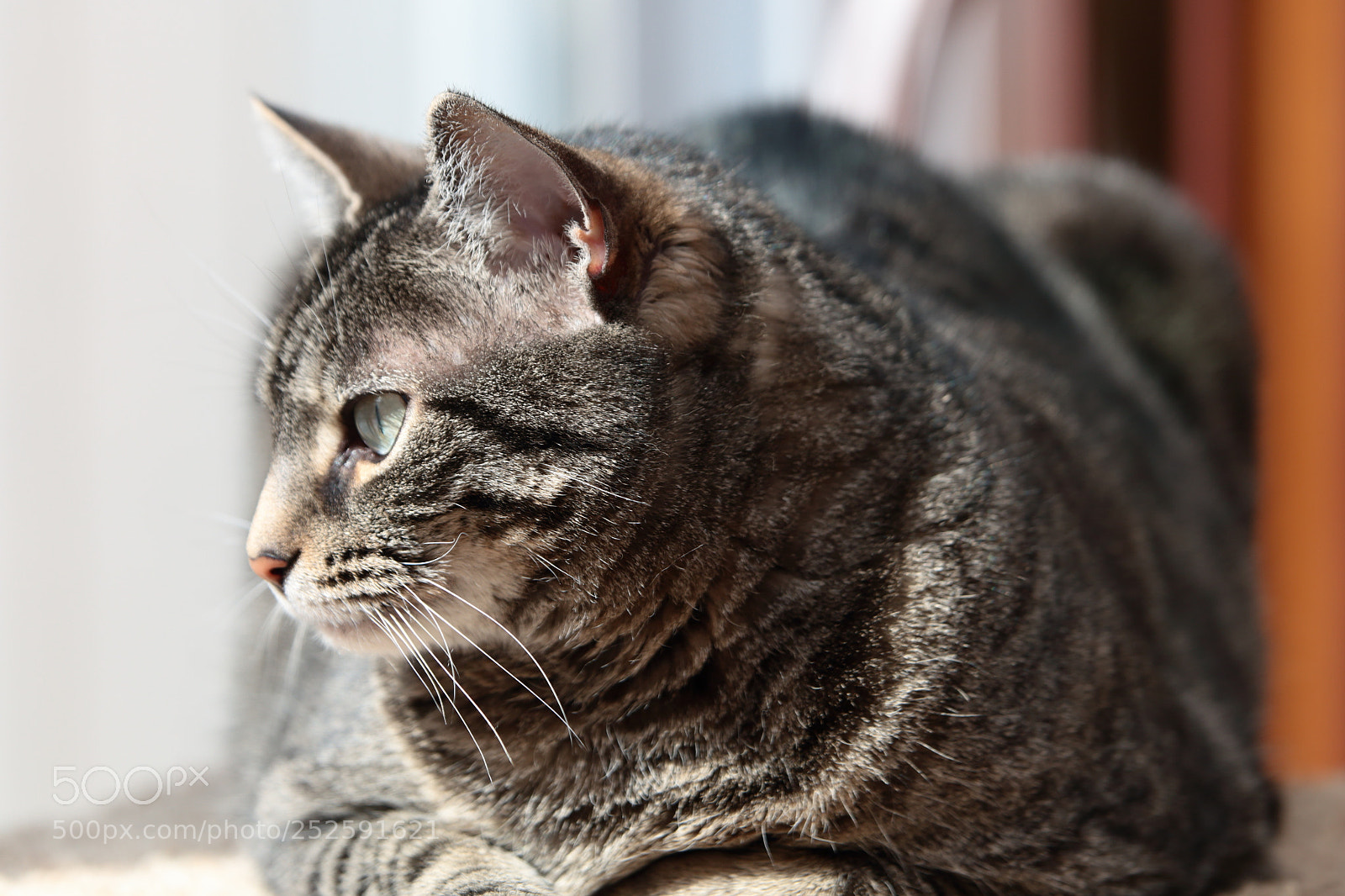 Canon EOS 70D sample photo. Enjoying the sunshine photography