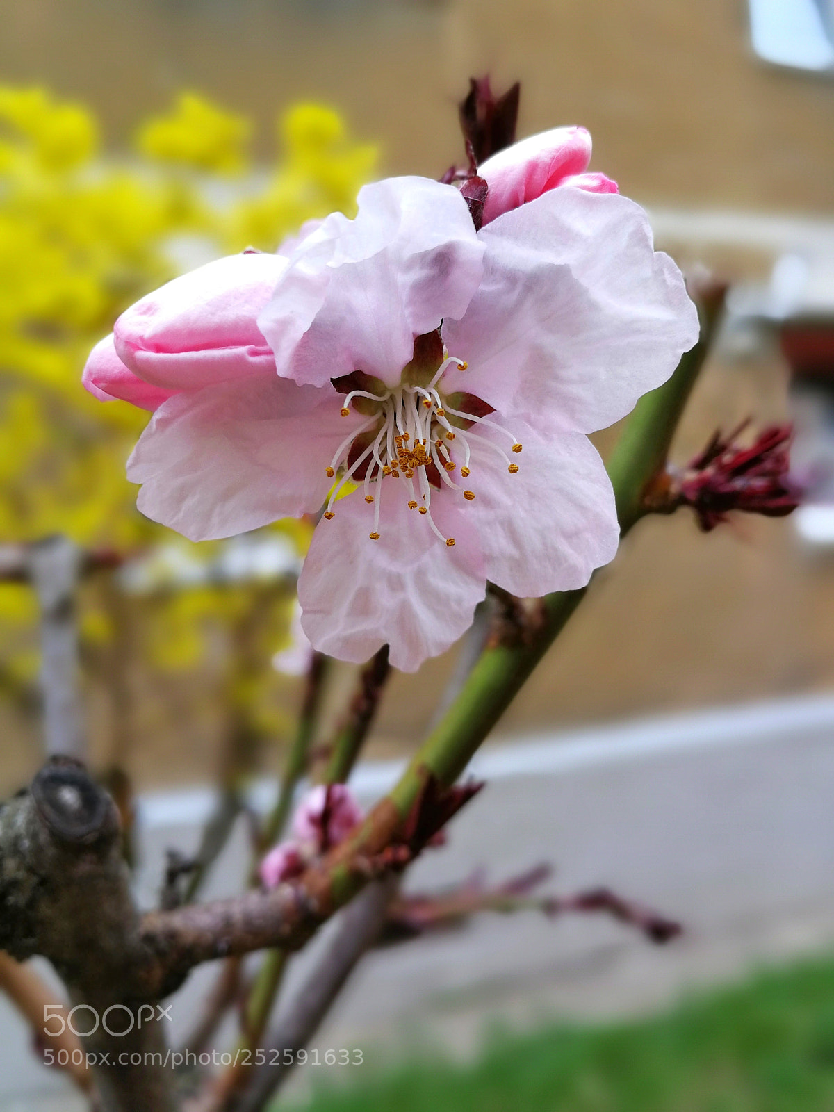 HUAWEI P10 sample photo. Spring it's here? photography