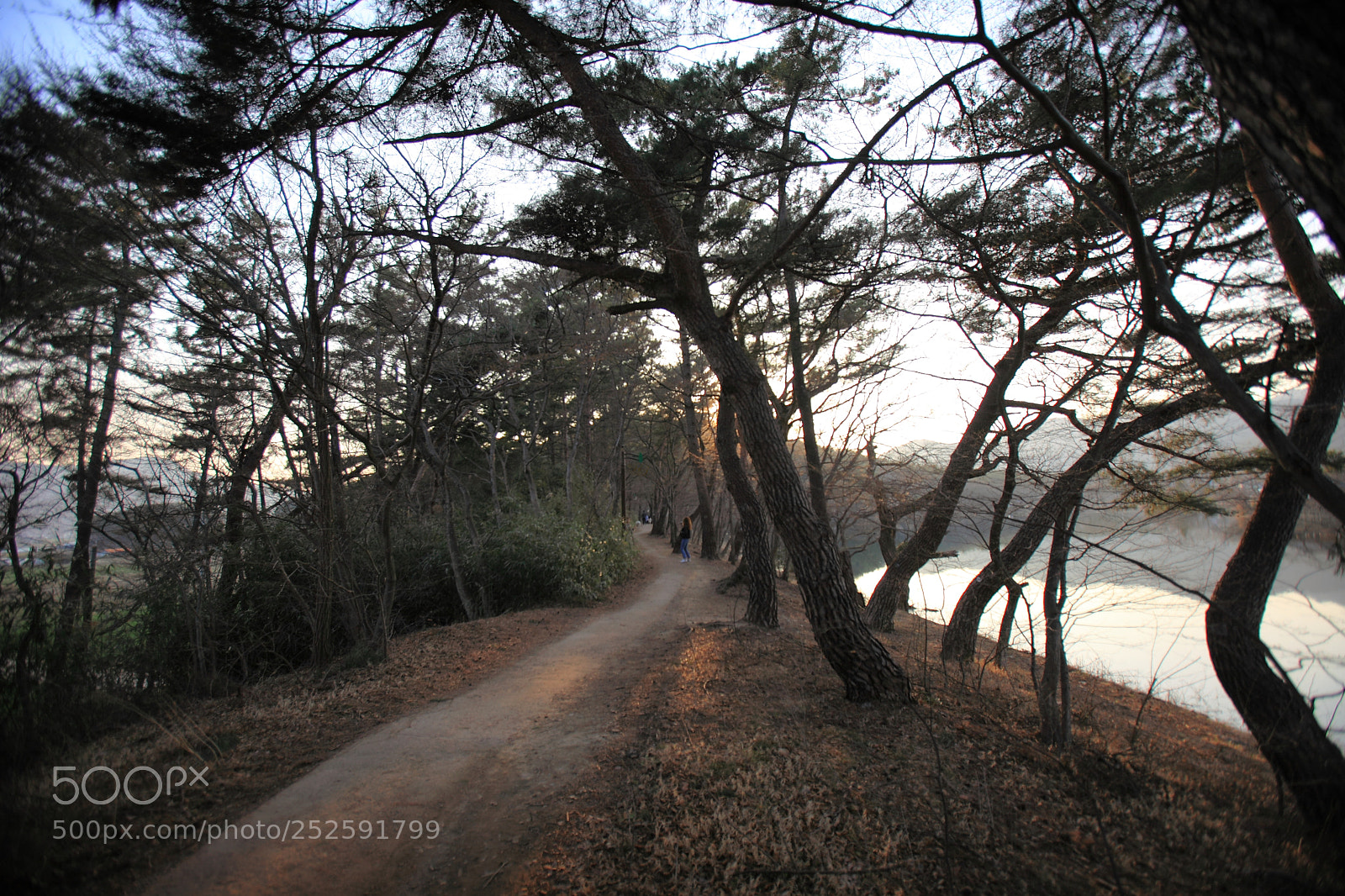 Canon EOS 5D Mark II sample photo. Walking through the forest photography