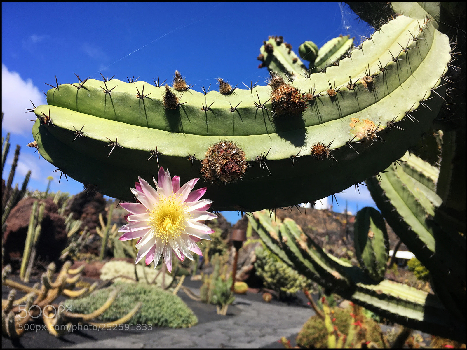 Apple iPhone SE sample photo. La flor que florece photography