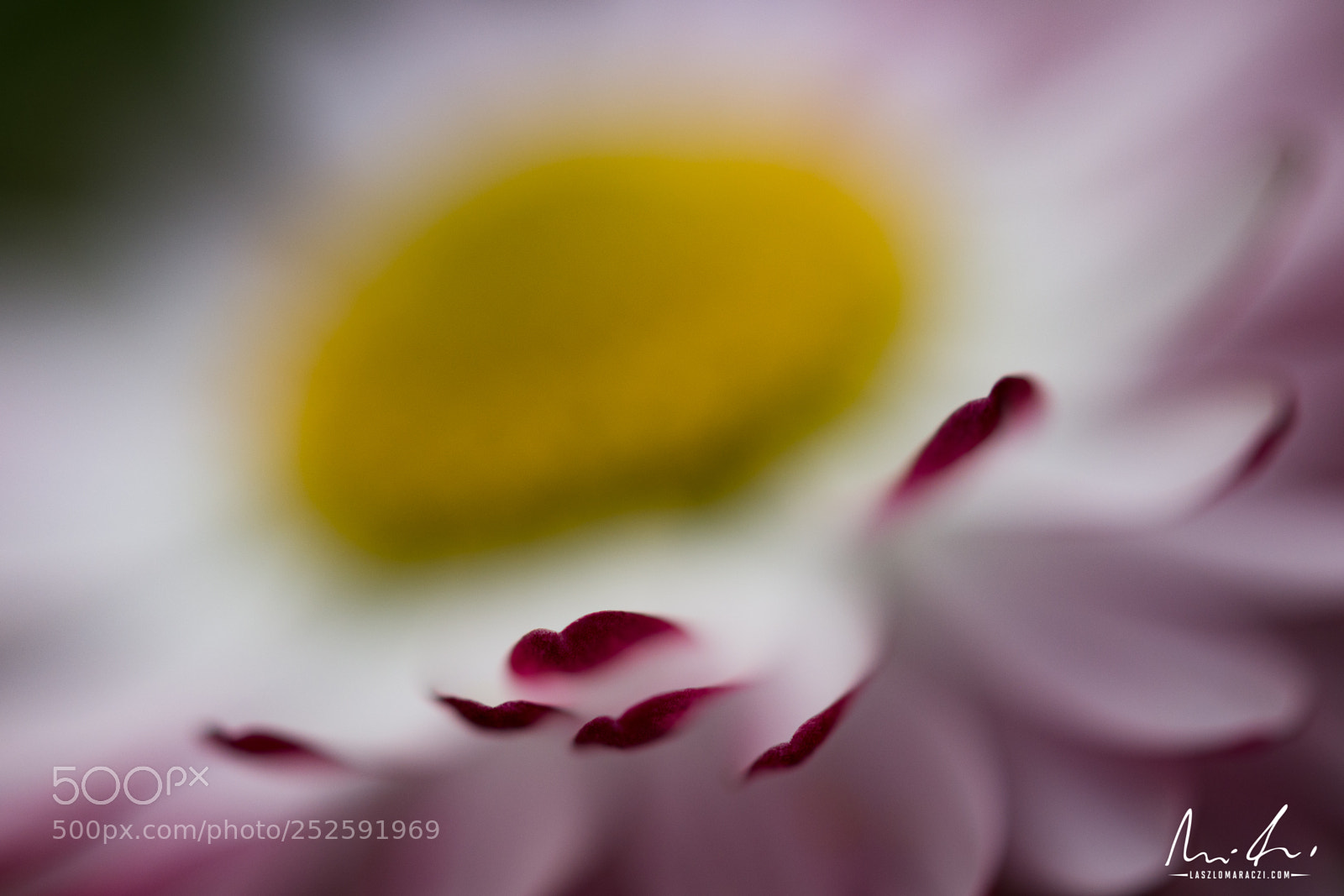 Nikon D7200 sample photo. Daisy petals photography