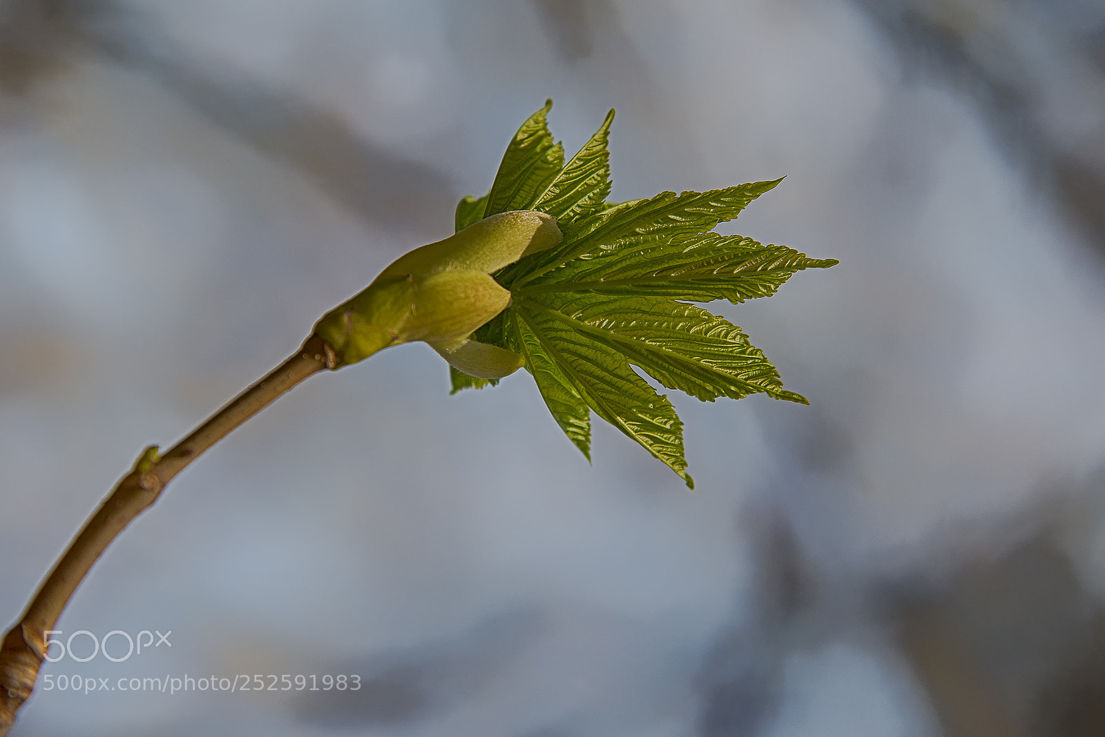 Nikon D600 sample photo. Spring photography
