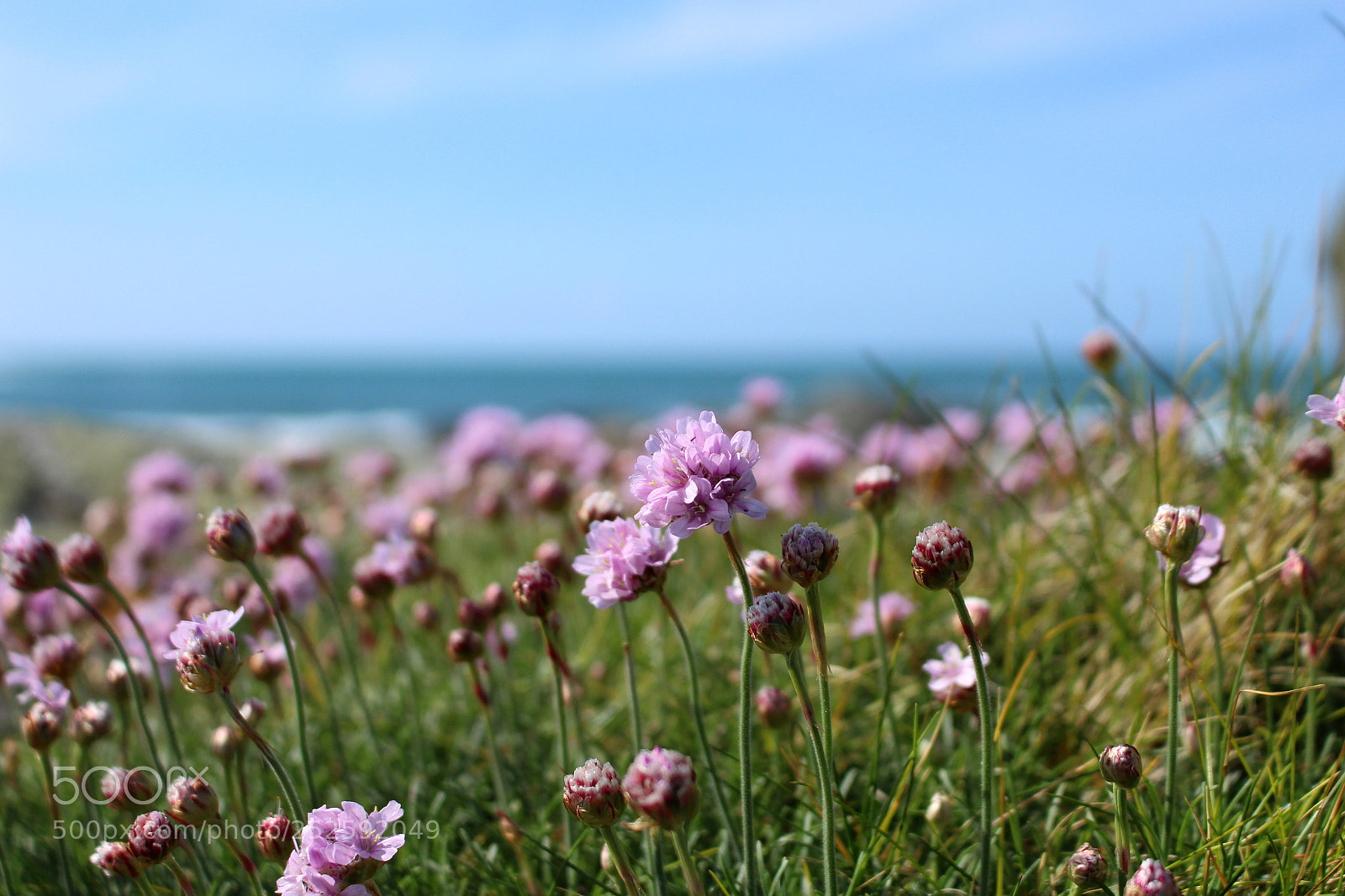Canon EOS 700D (EOS Rebel T5i / EOS Kiss X7i) sample photo. Tapis de fleurs photography