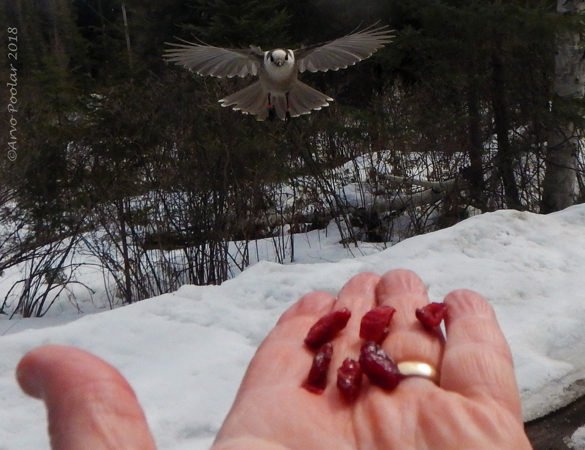 Nikon Coolpix AW120 sample photo. Gray jay coming in for a snack photography