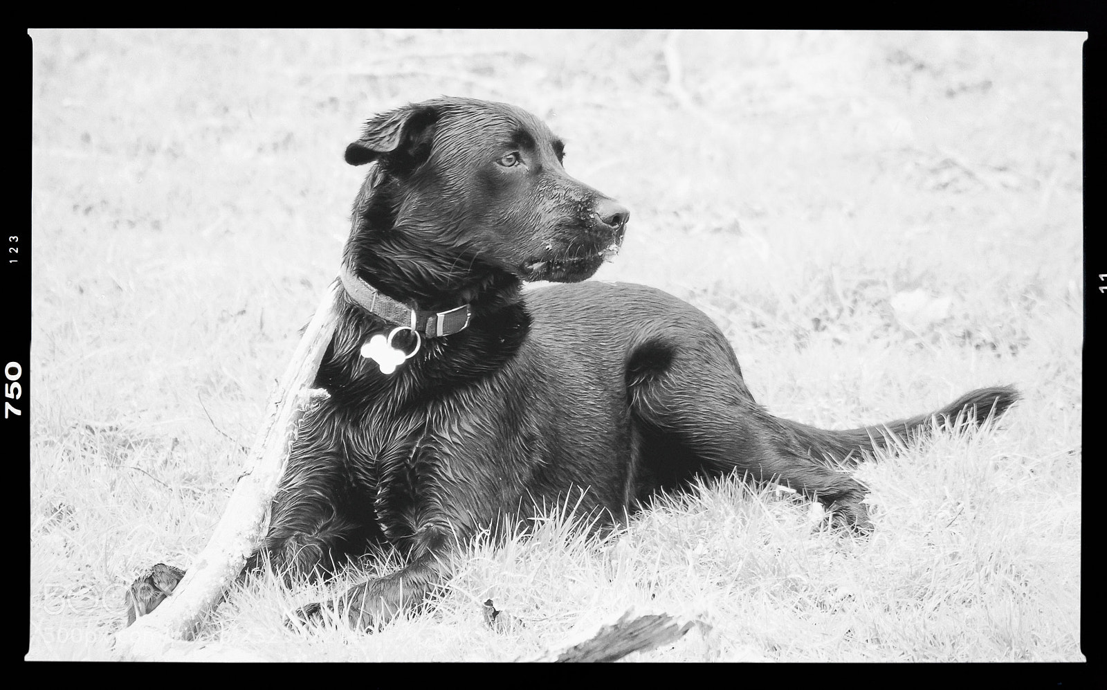 Canon EOS 7D sample photo. Contrasting lab photography