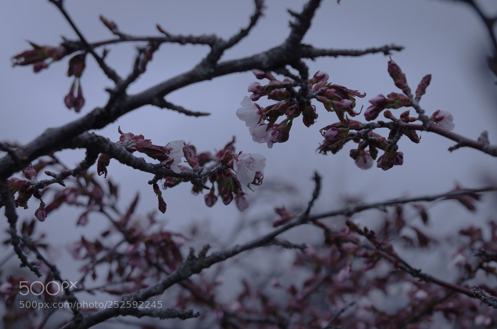 Pentax K-5 sample photo. Cherryblossom photography