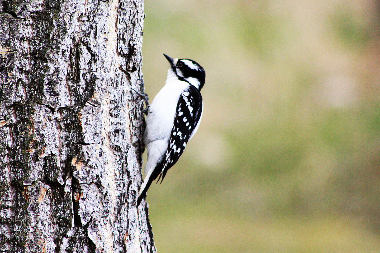 Canon EOS 450D (EOS Rebel XSi / EOS Kiss X2) sample photo. Female downy woodpecker photography