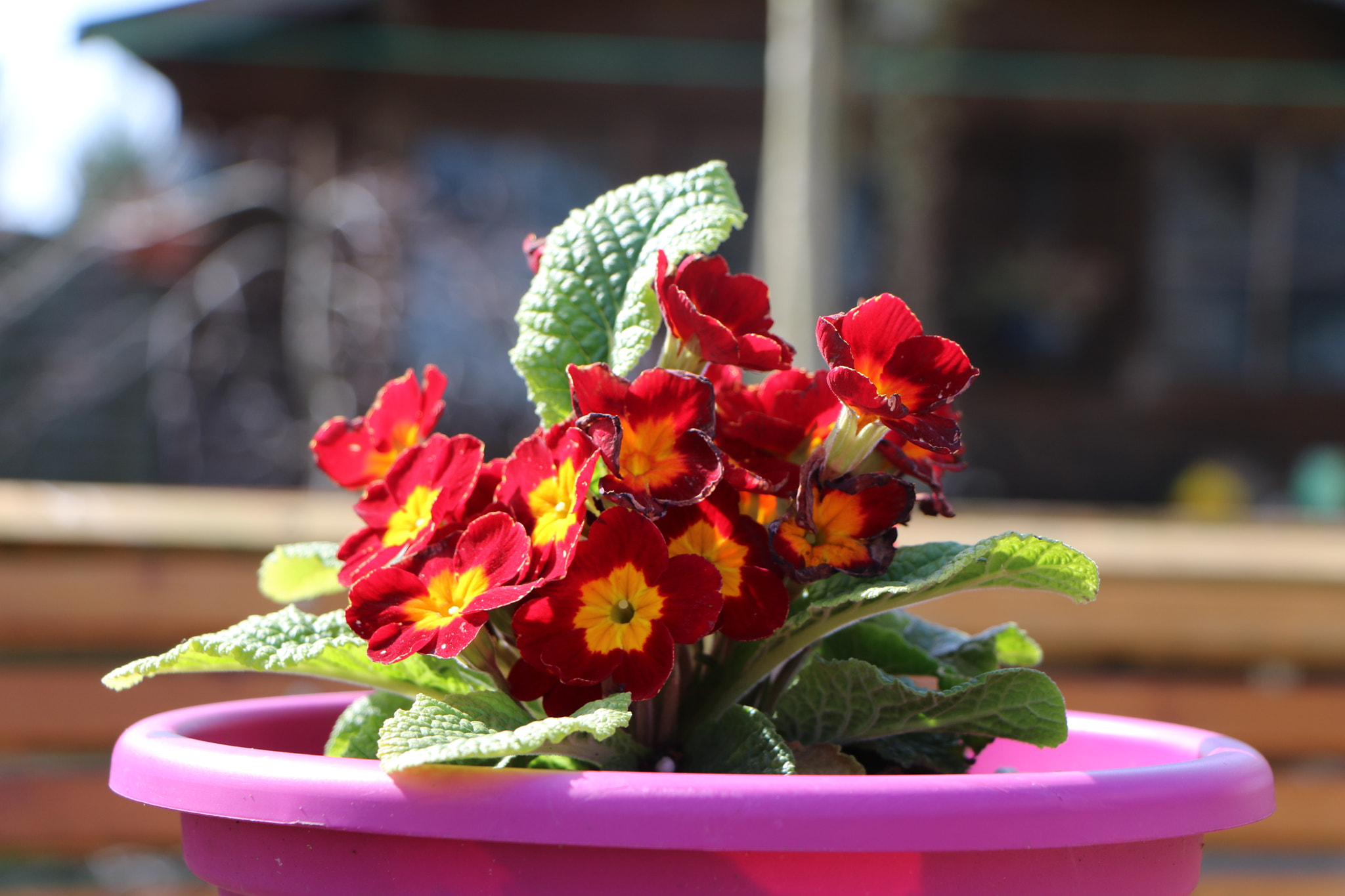 Canon EOS 760D (EOS Rebel T6s / EOS 8000D) sample photo. Primavera photography