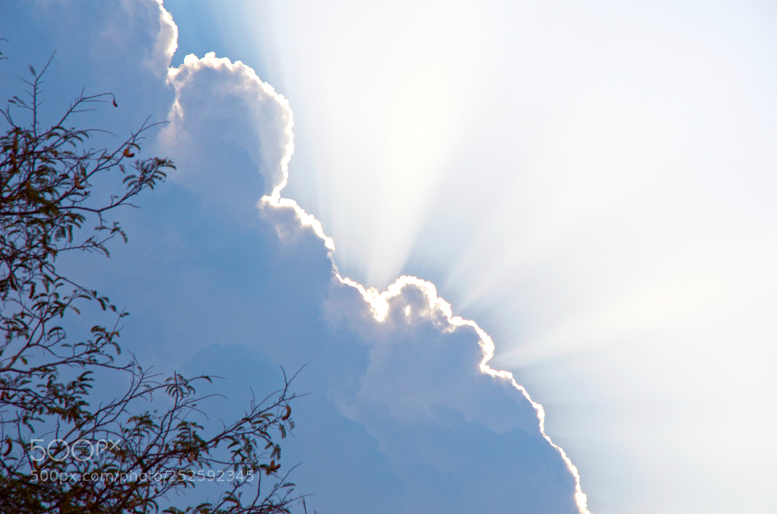 Nikon D7000 sample photo. Bursting with light photography
