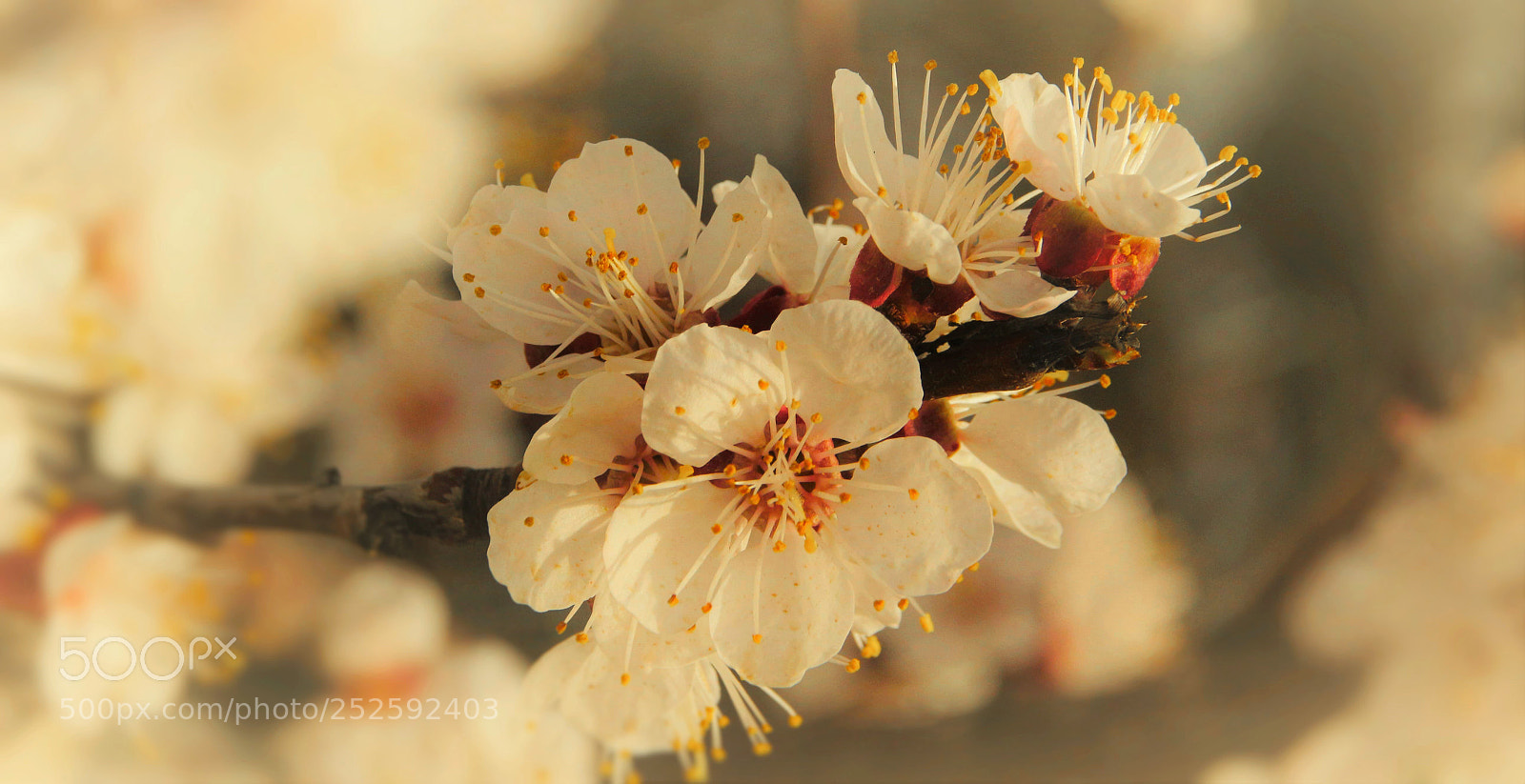 Canon EOS 100D (EOS Rebel SL1 / EOS Kiss X7) sample photo. April......... photography
