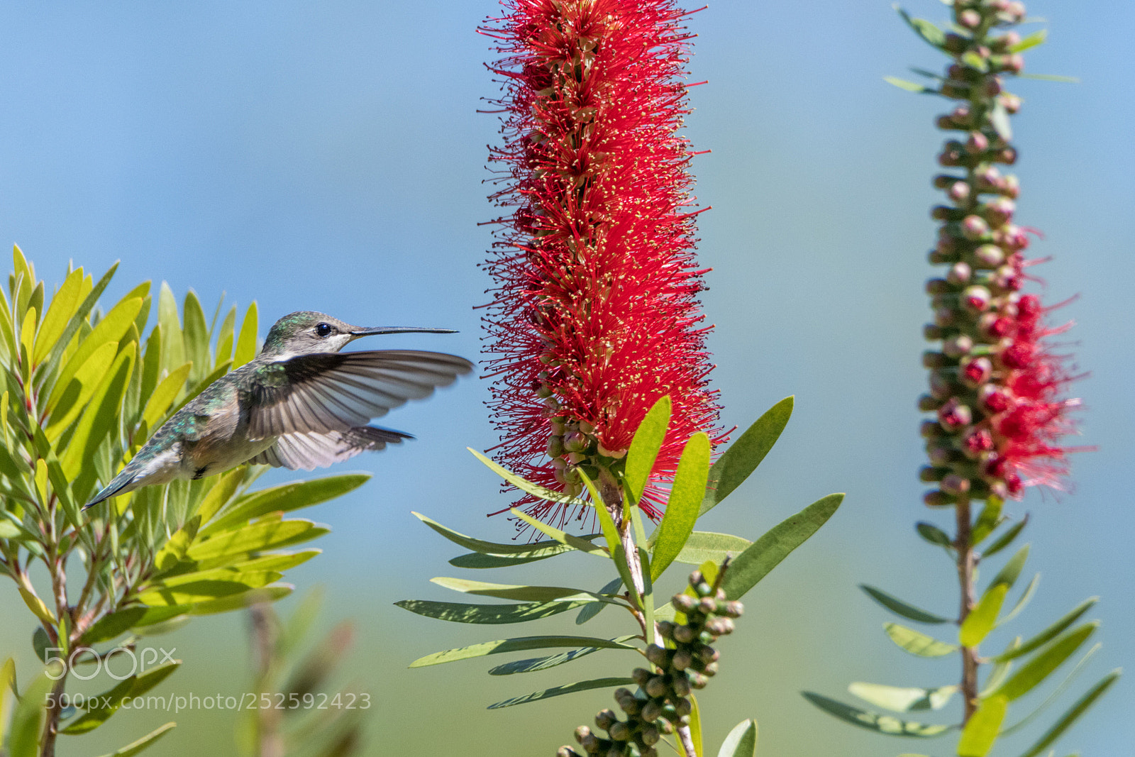 Nikon D500 sample photo. Hummingbird photography