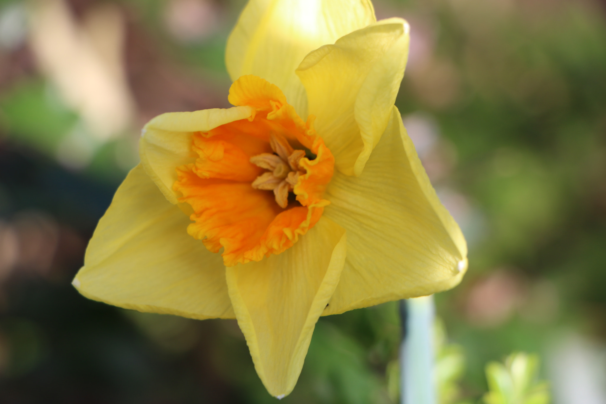 Canon EOS 760D (EOS Rebel T6s / EOS 8000D) sample photo. Rising sun photography