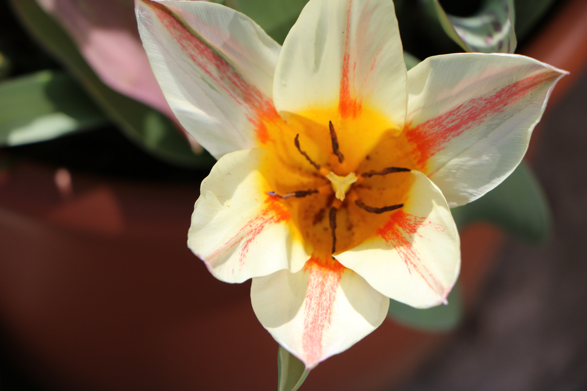Canon EOS 760D (EOS Rebel T6s / EOS 8000D) sample photo. A coeur ouvert photography