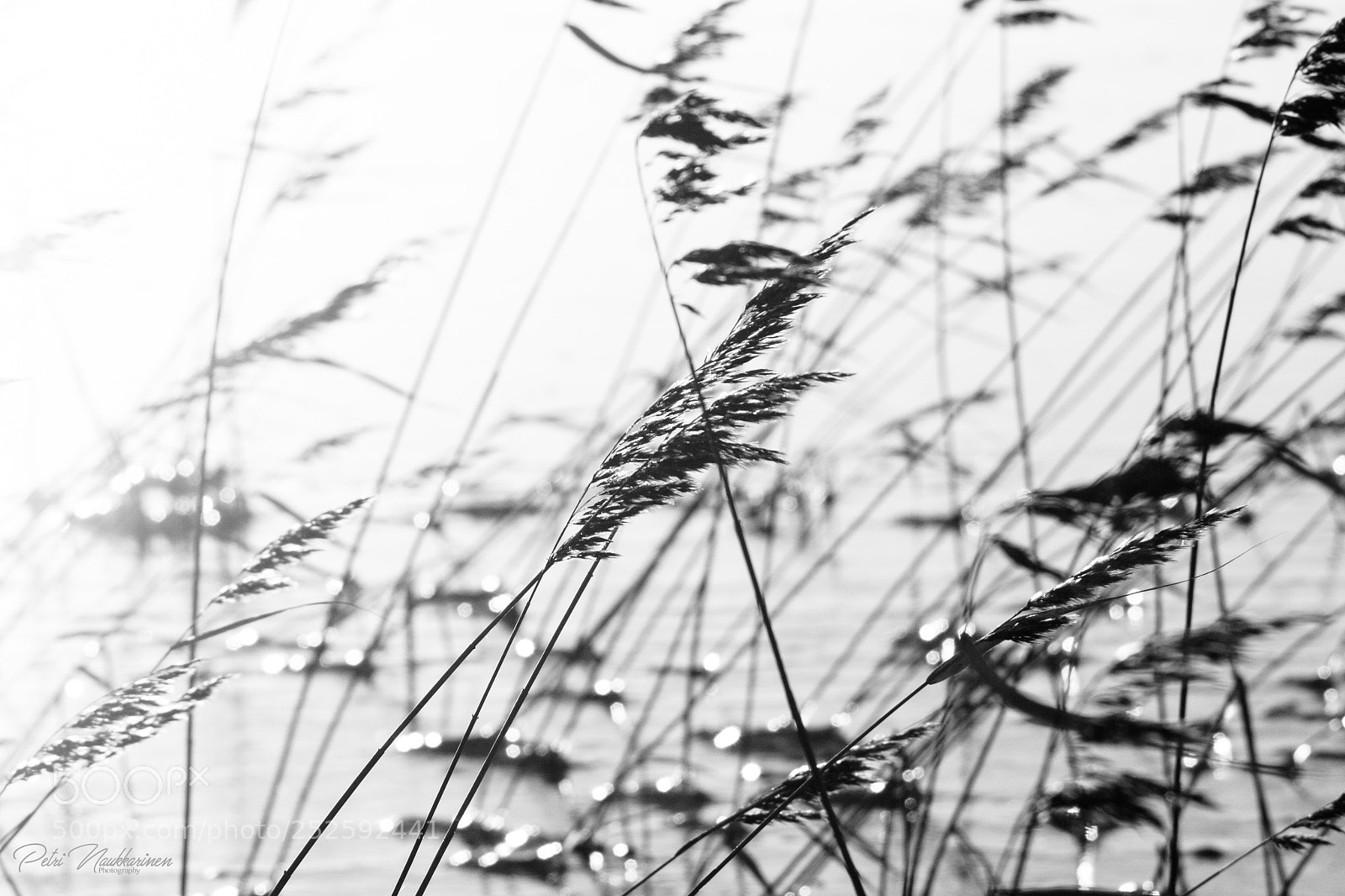 Canon EOS 400D (EOS Digital Rebel XTi / EOS Kiss Digital X) sample photo. Spring at the lake photography