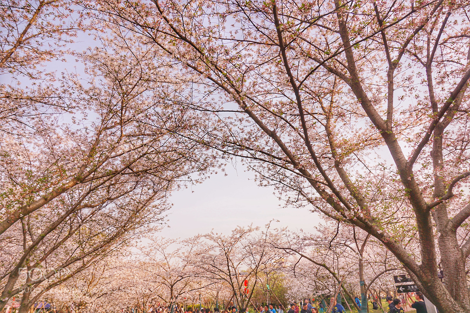 Sony a6000 sample photo. 樱花? photography