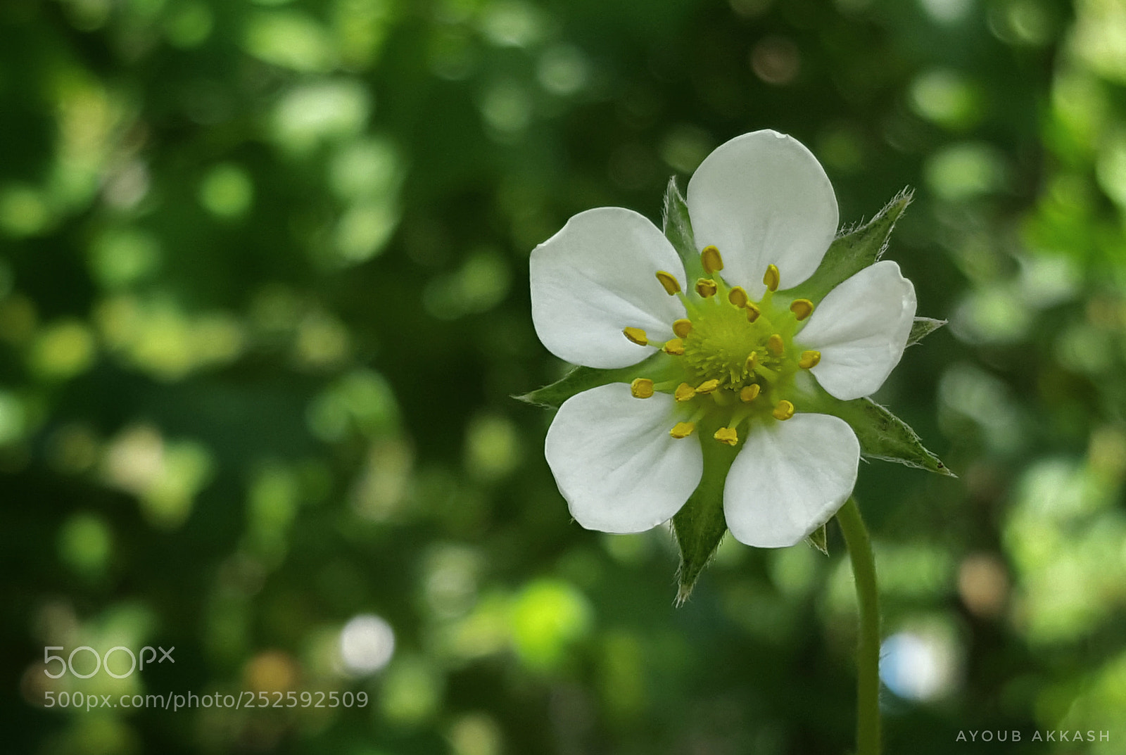 Samsung GALAXY S6 edge sample photo. Untitled photography
