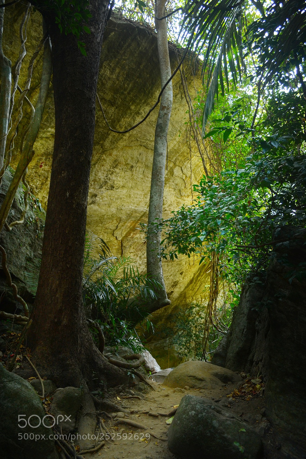 Nikon D3100 sample photo. Forest trail photography