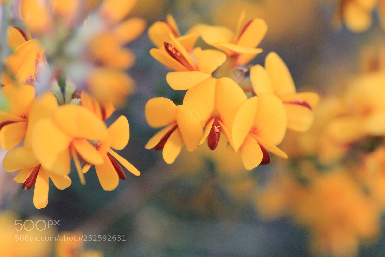 Canon EOS 550D (EOS Rebel T2i / EOS Kiss X4) sample photo. Bush pea flowers photography