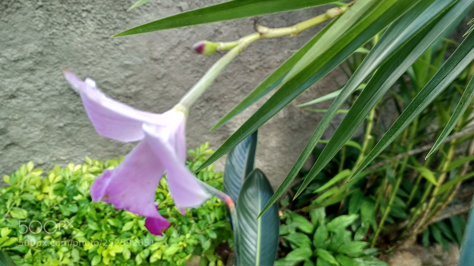 Xiaomi Redmi 4X sample photo. Untitled photography
