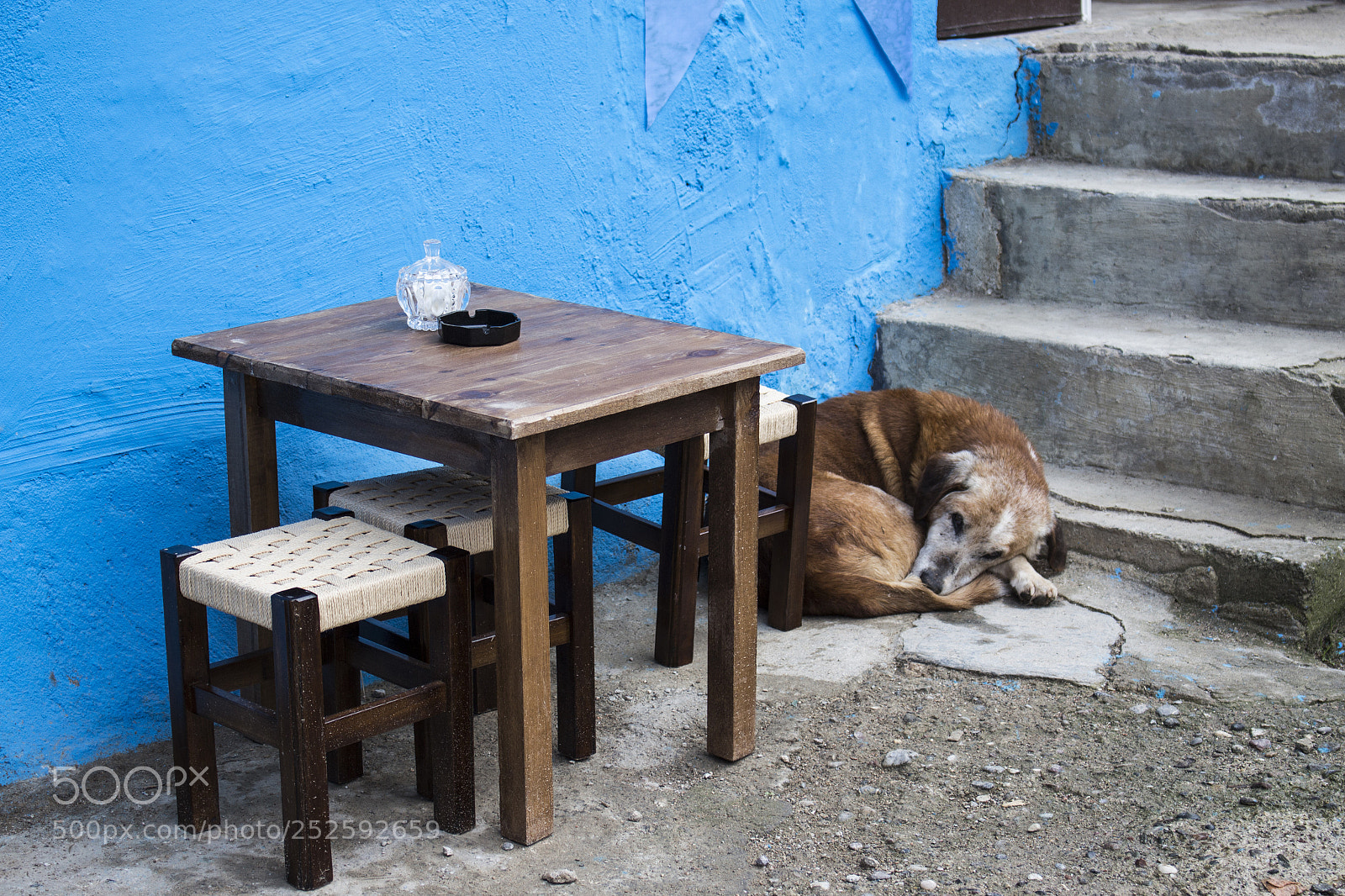 Canon EOS 700D (EOS Rebel T5i / EOS Kiss X7i) sample photo. Dog photography
