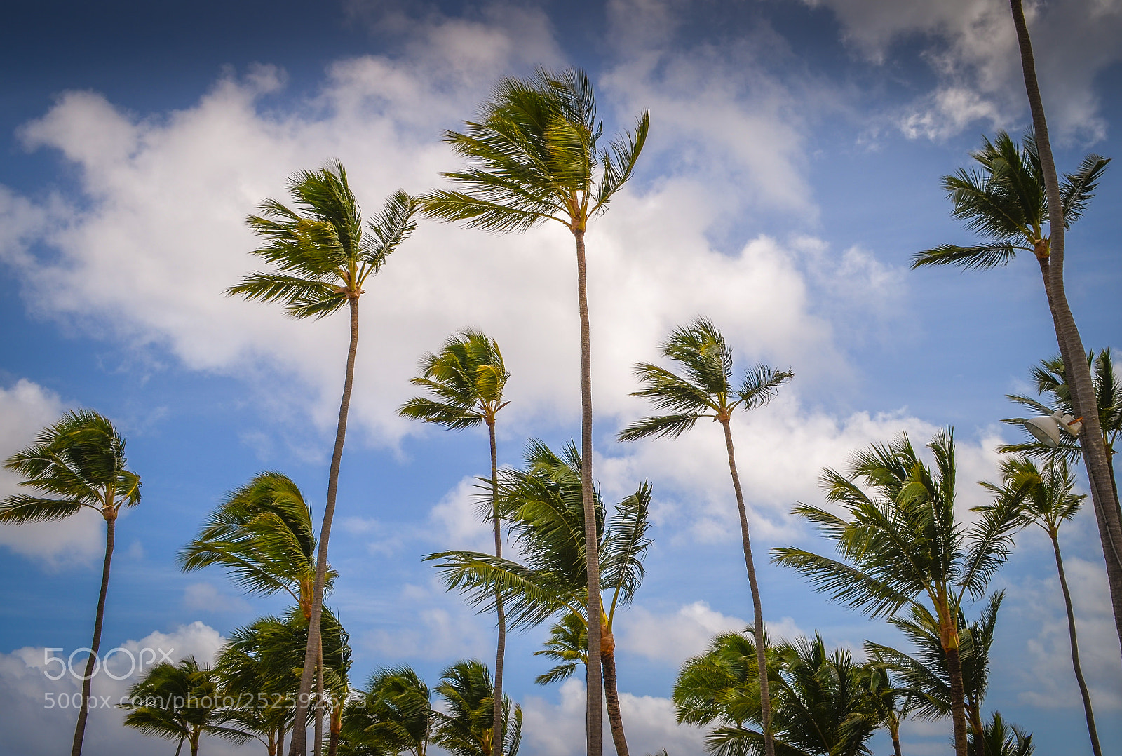 Nikon D5100 sample photo. Paradise photography