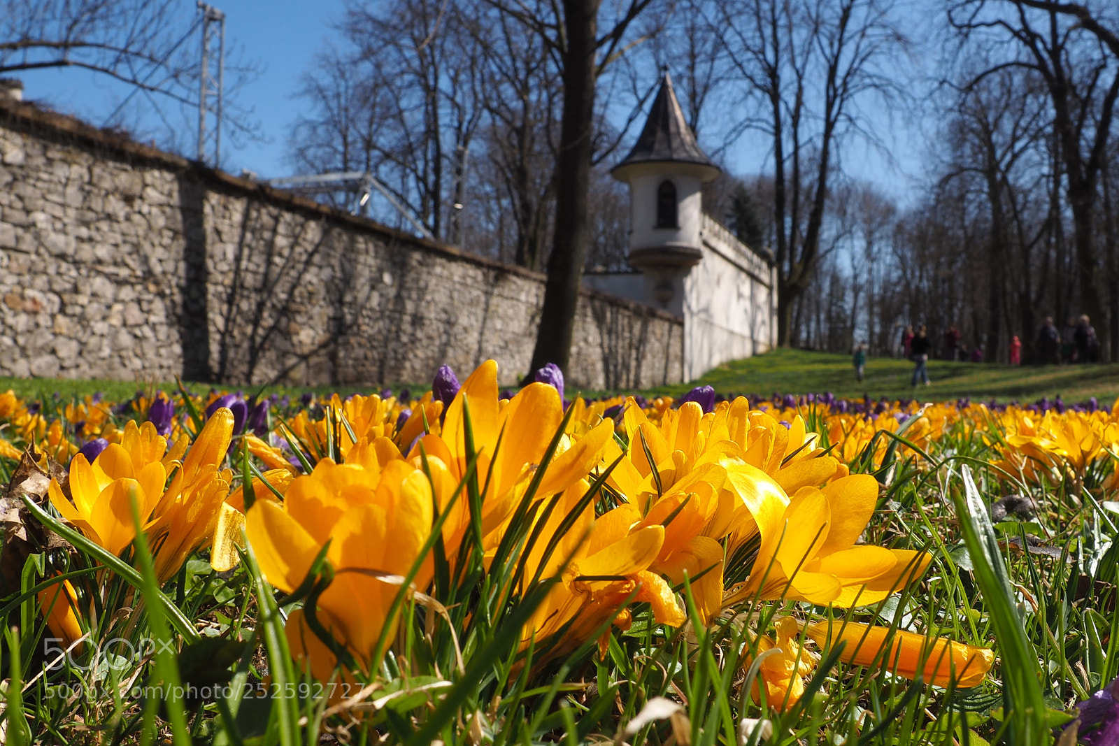 Olympus OM-D E-M10 II sample photo. Spring is in the photography