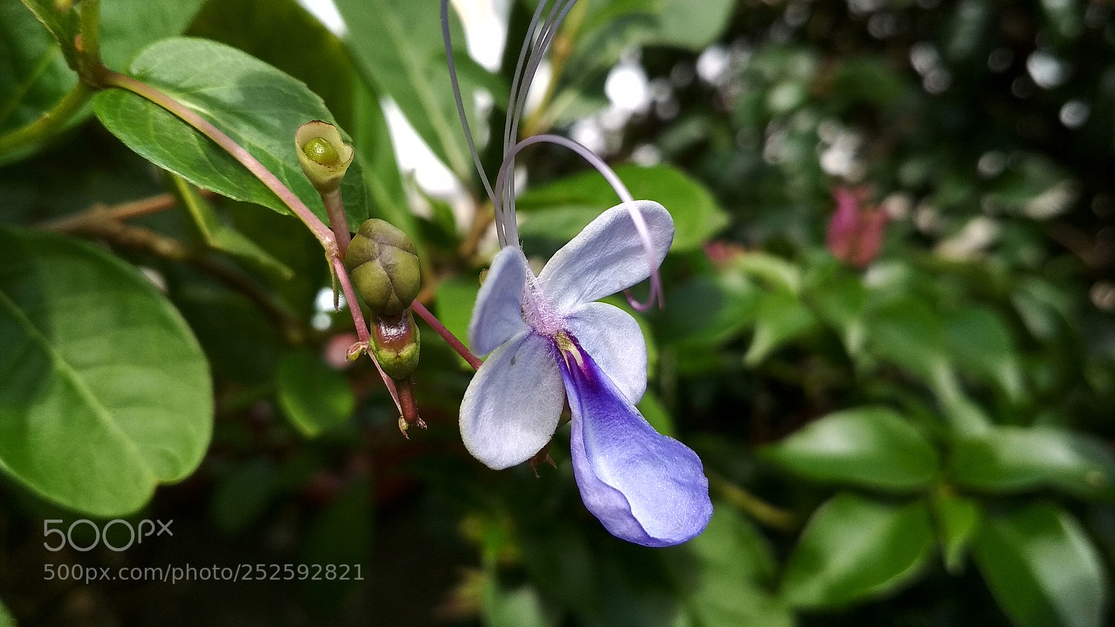 Xiaomi Redmi 4X sample photo. Untitled photography