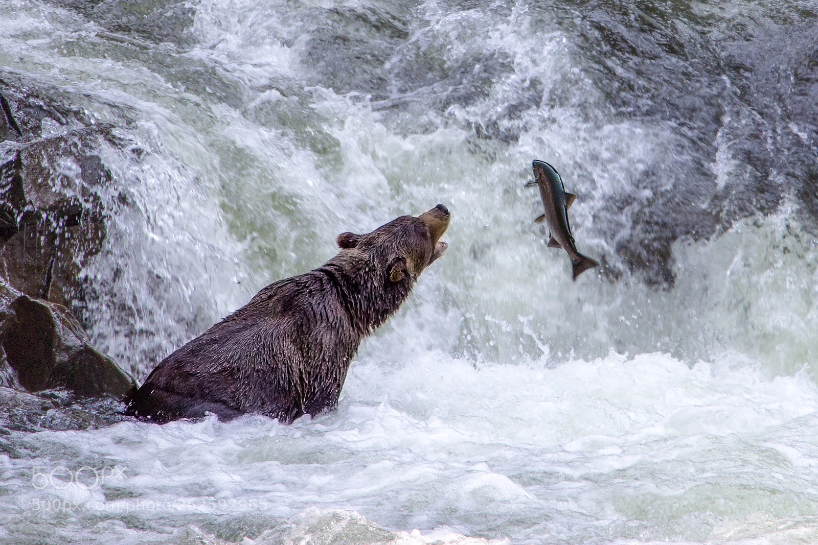 Canon EOS 100D (EOS Rebel SL1 / EOS Kiss X7) sample photo. Grizzly & salmon photography