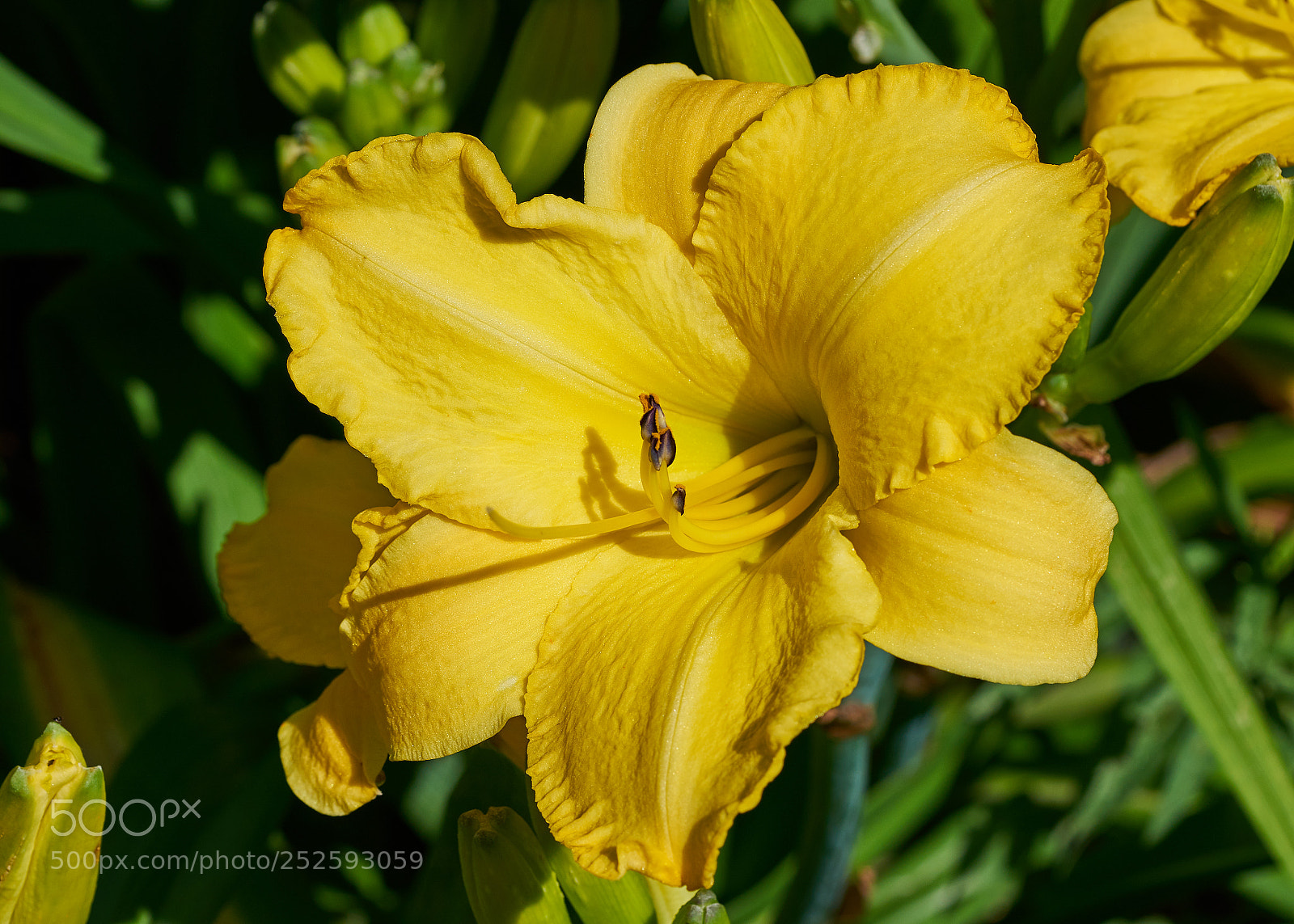 Sony a7R II sample photo. Daylily photography