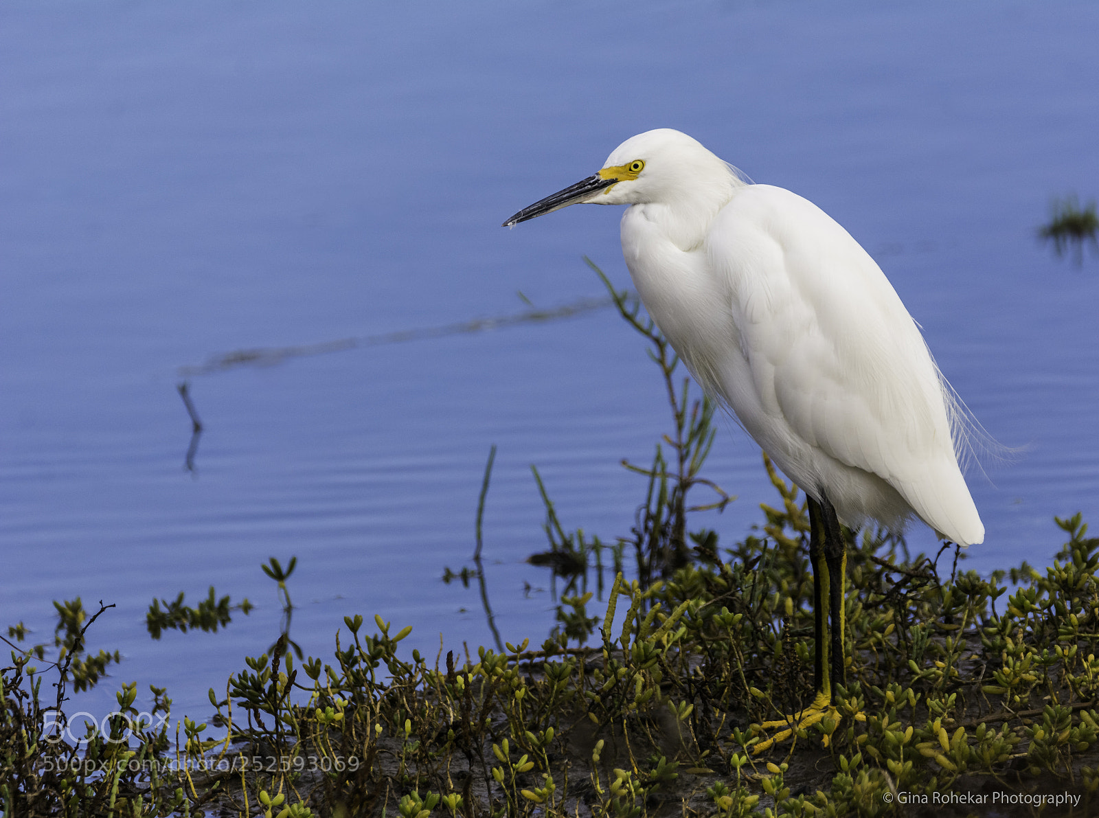 Nikon D7100 sample photo. Snowy egret portrait photography