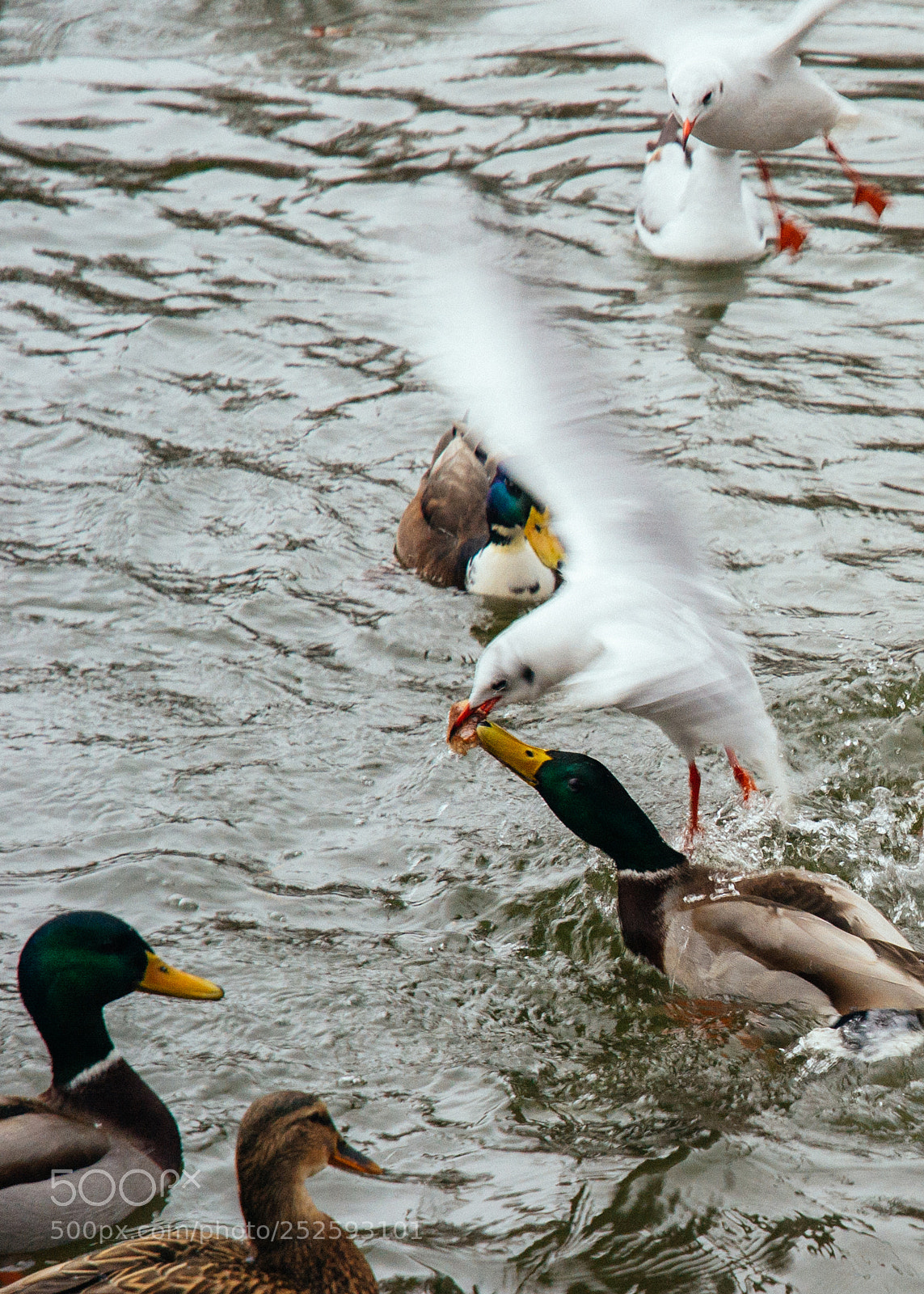 Nikon D3100 sample photo. Ha photography