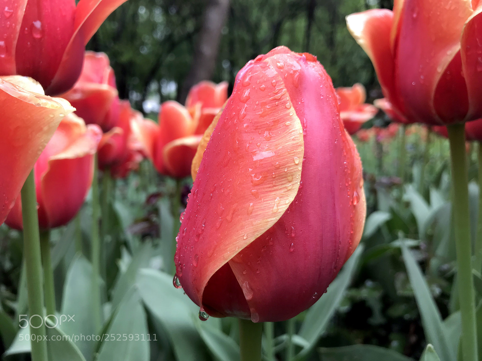 Apple iPhone 7 Plus sample photo. Tulips in the rain photography