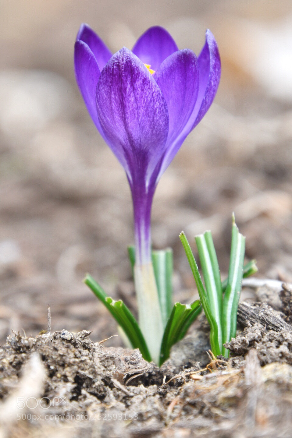 Nikon D5600 sample photo. Crocus  photography