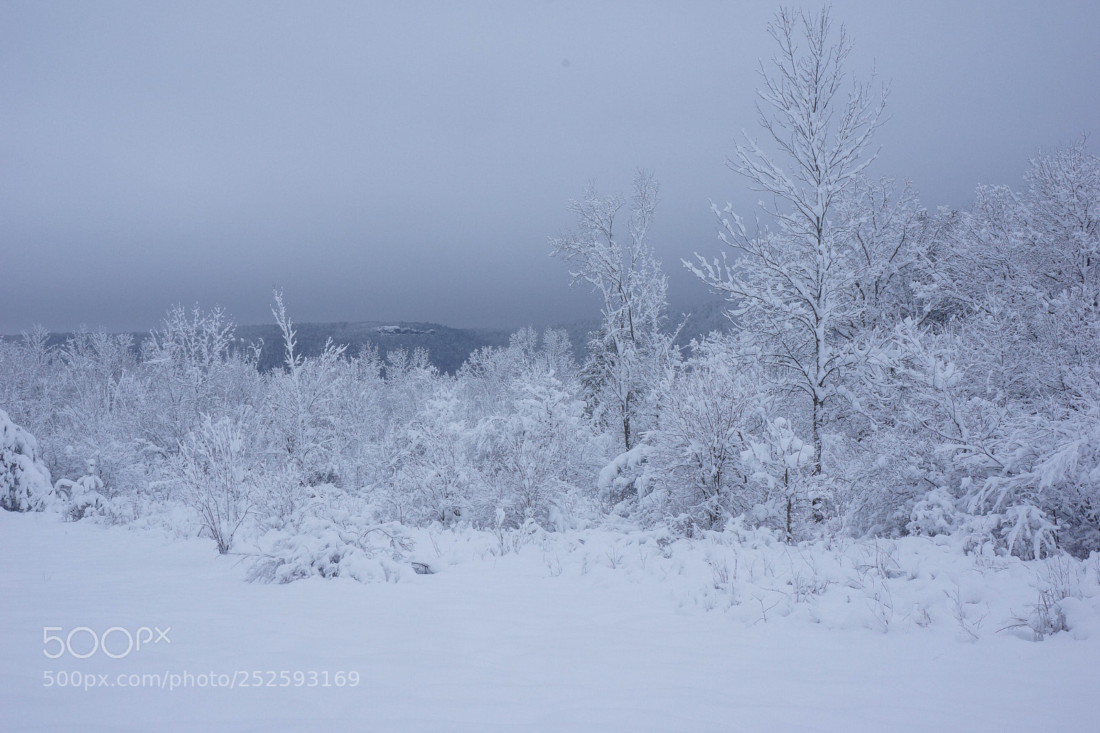 Sony Alpha NEX-7 sample photo. Frosted forest photography