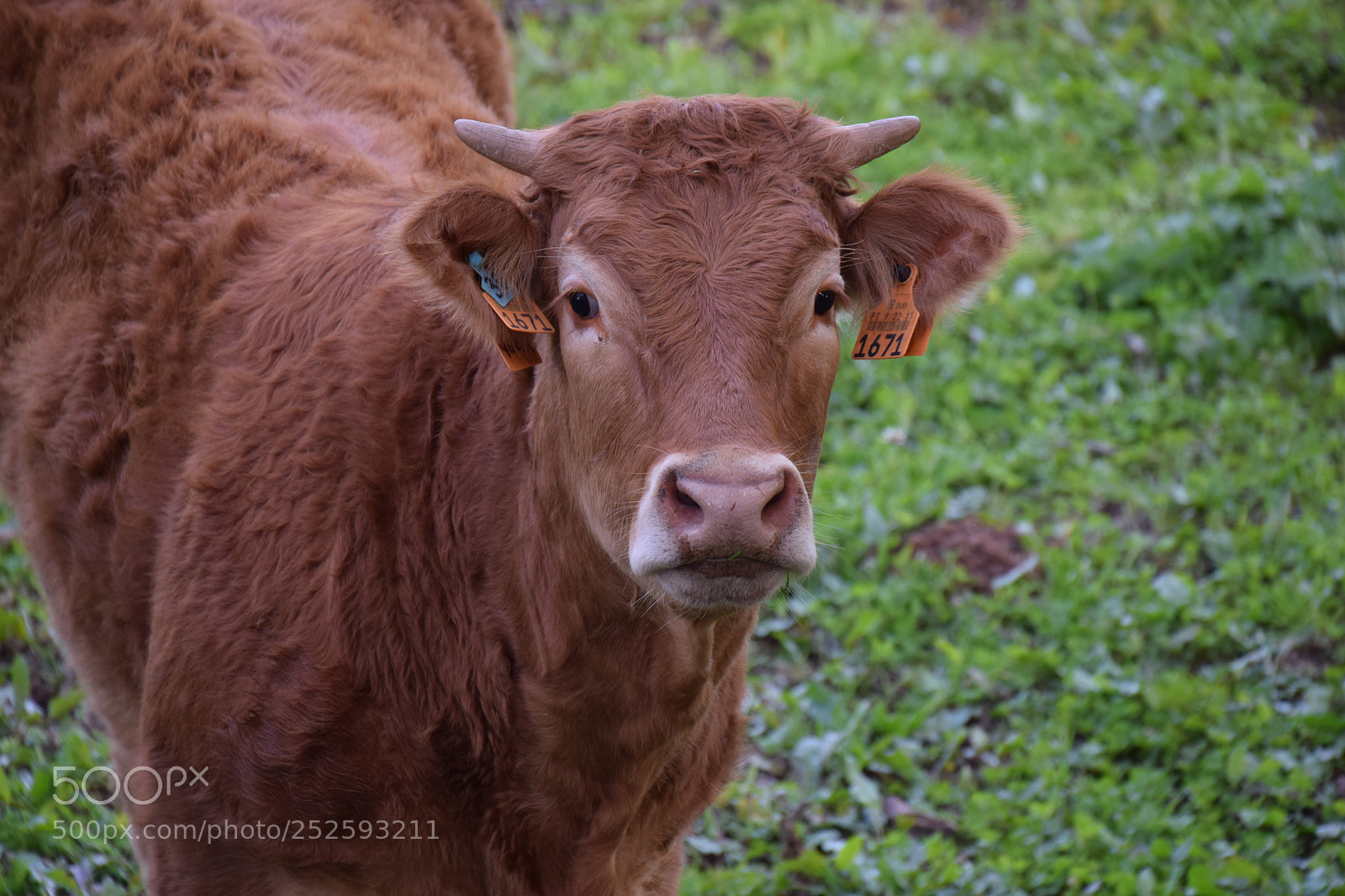 Nikon D3300 sample photo. Vaca photography