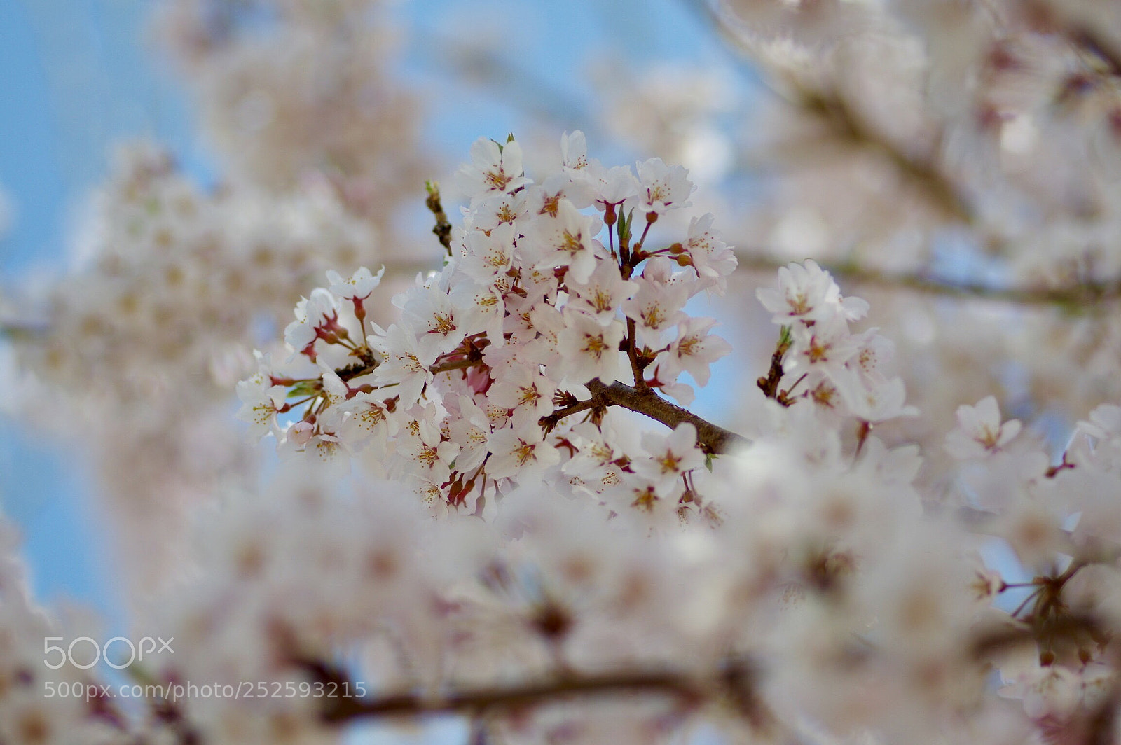 Pentax K-3 II sample photo. Layers of sakura blossoms  photography