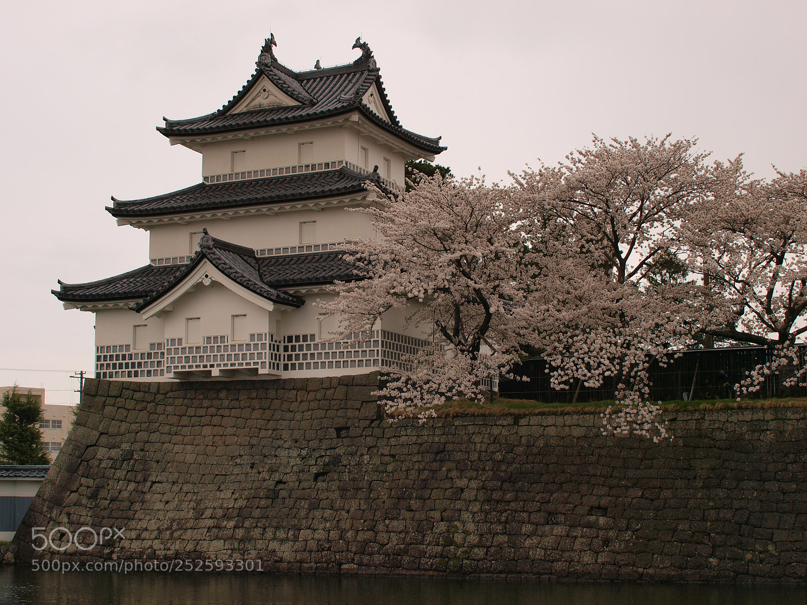 Olympus E-3 sample photo. Sakura/shibata photography