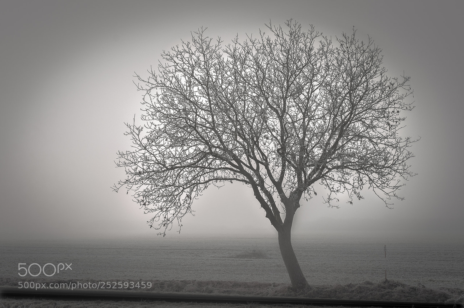 Pentax K-5 sample photo. Lpd tree photography