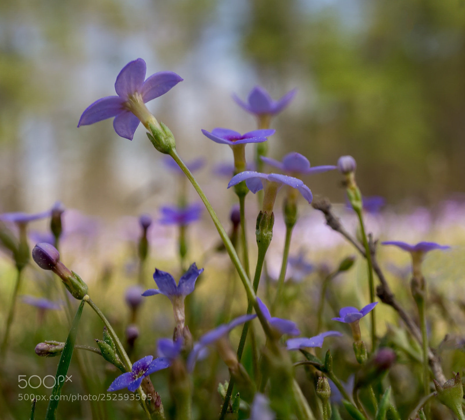 Sony a6000 sample photo. Bluets photography