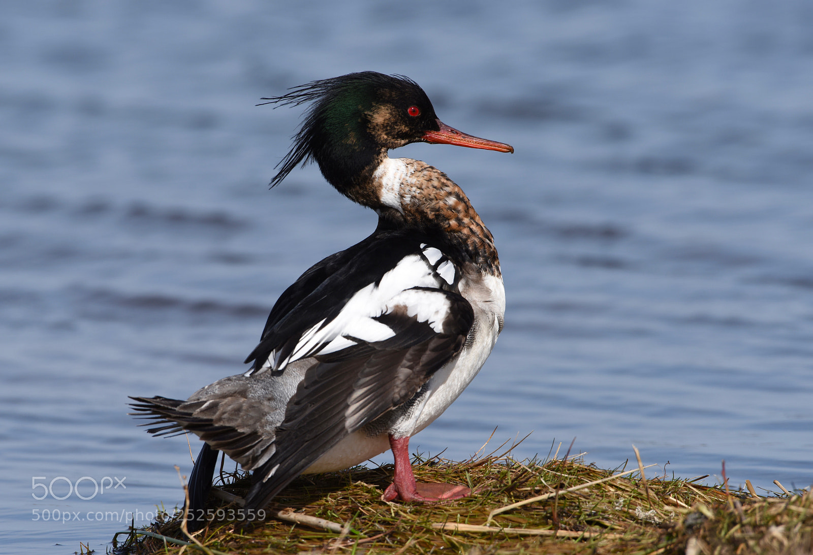 Nikon D810 sample photo. Breasted merganser photography