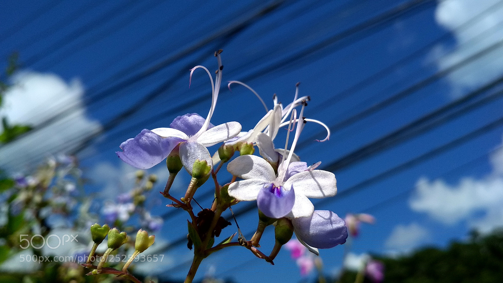 Xiaomi Redmi 4X sample photo. Untitled photography
