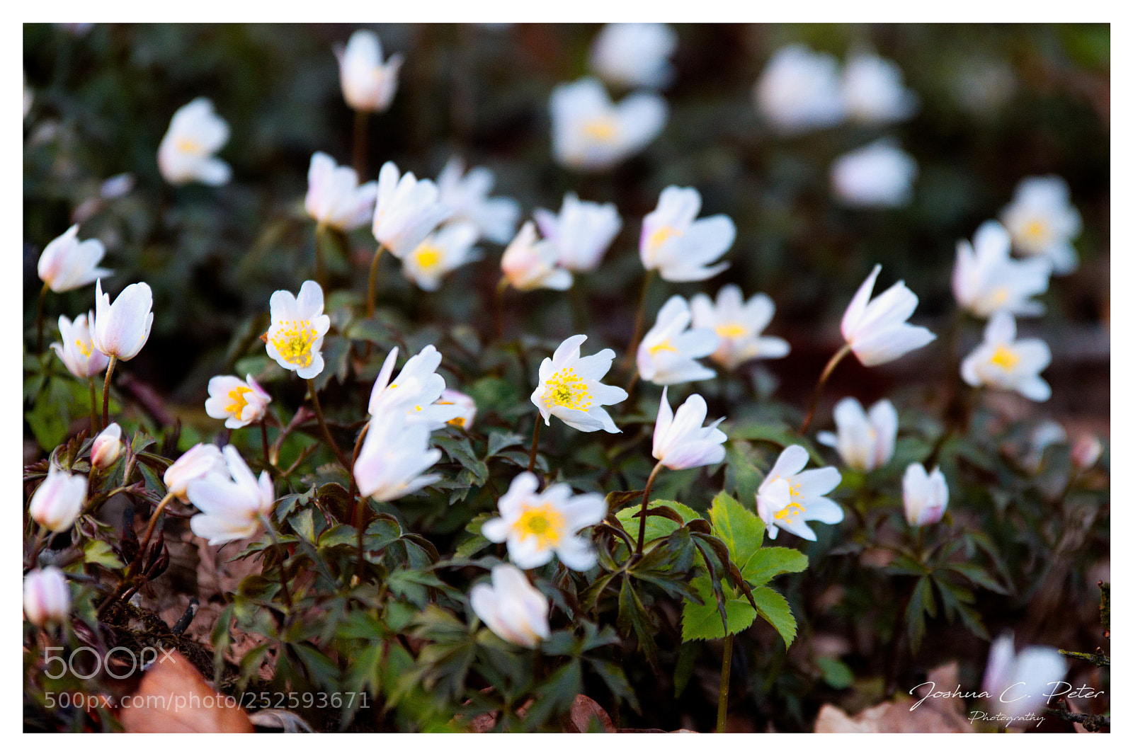 Canon EOS 6D Mark II sample photo. Forest carpet photography