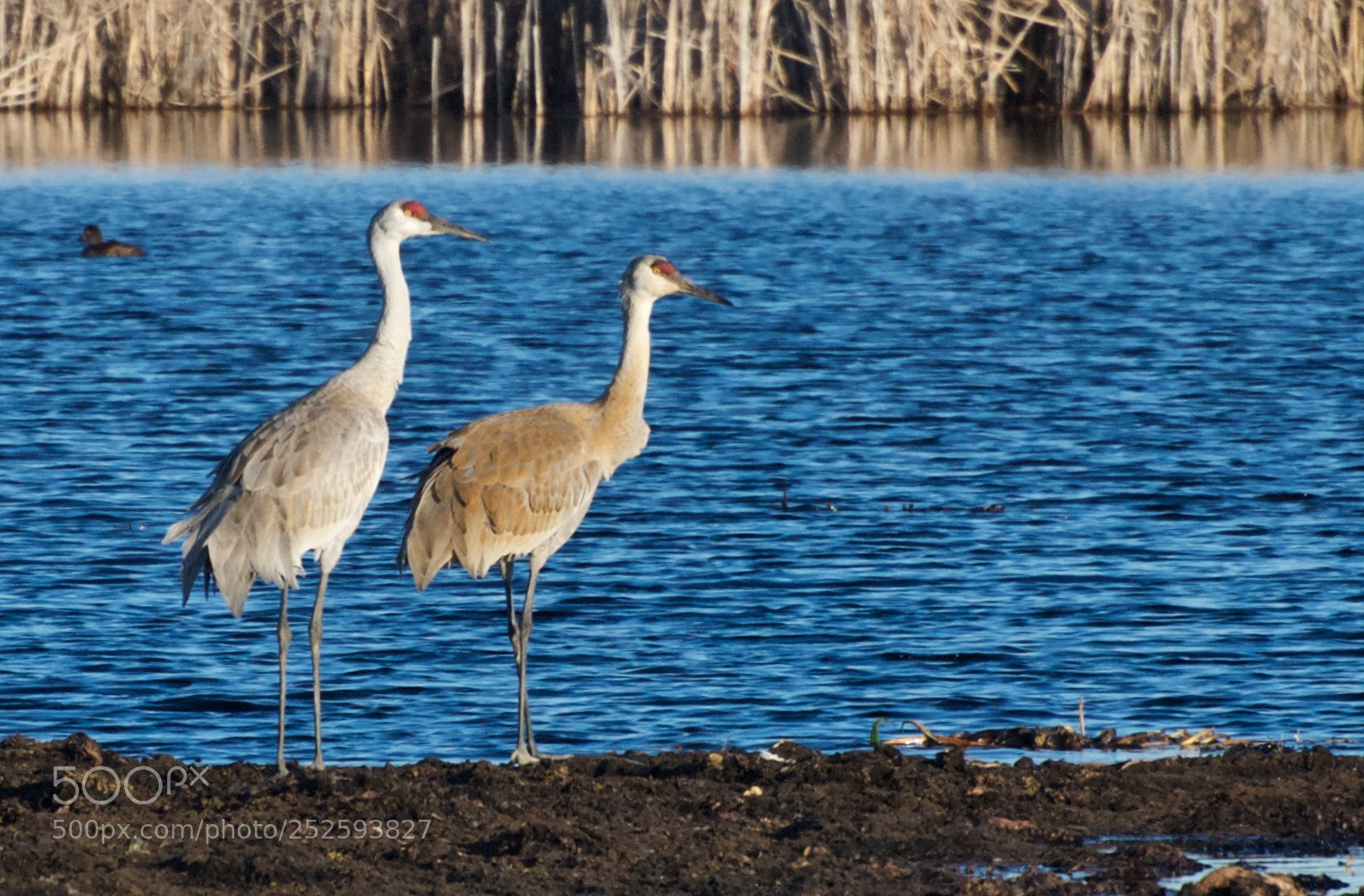 Nikon D80 sample photo. Sandhill crane photography